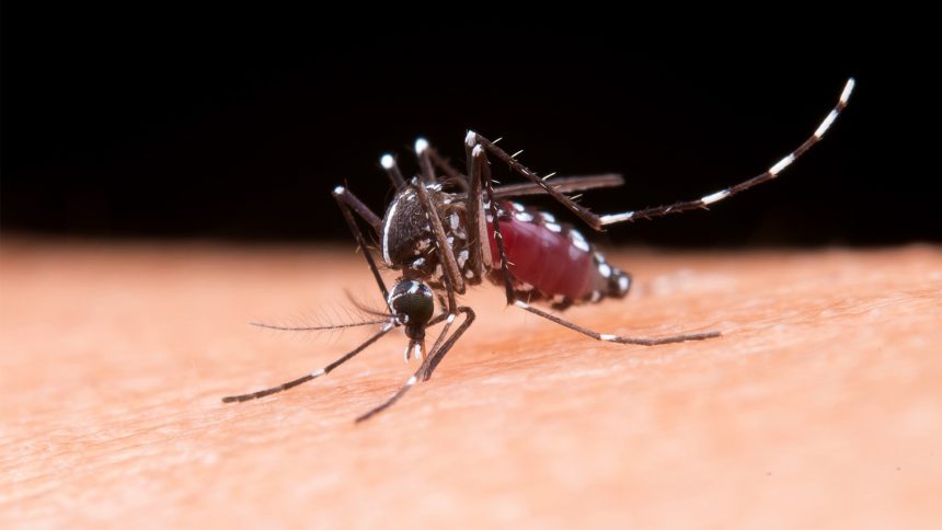 presidente-prudente-confirma-mais-duas-mortes-por-dengue-neste-ano-e-obitos-chegam-a-14
