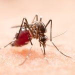 presidente-prudente-chega-a-19-mortes-por-dengue-neste-ano