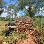 idosa-de-80-anos-e-multada-em-mais-de-r$-44-mil-apos-eliminar-arvores-nativas-em-dracena