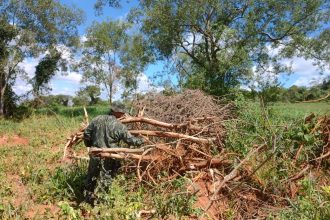 idosa-de-80-anos-e-multada-em-mais-de-r$-44-mil-apos-eliminar-arvores-nativas-em-dracena