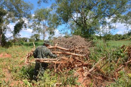 idosa-de-80-anos-e-multada-em-mais-de-r$-44-mil-apos-eliminar-arvores-nativas-em-dracena