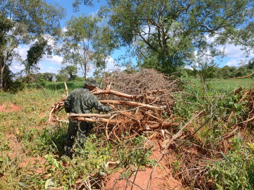 idosa-de-80-anos-e-multada-em-mais-de-r$-44-mil-apos-eliminar-arvores-nativas-em-dracena