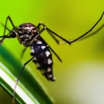 ministerio-da-saude-quer-incorporar-vacina-contra-chikungunya-ao-sus