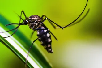 ministerio-da-saude-quer-incorporar-vacina-contra-chikungunya-ao-sus