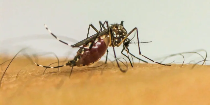 brasil-ultrapassa-1-milhao-de-casos-provaveis-de-dengue-em-2025
