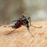 presidente-prudente-confirma-mais-2-mortes-por-dengue-neste-ano-e-total-de-obitos-chega-a-21