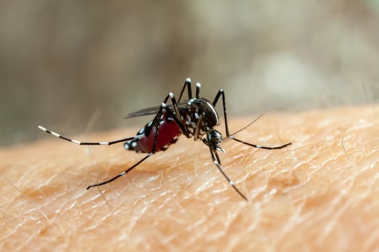 presidente-prudente-e-a-terceira-cidade-do-pais-com-mais-mortes-por-dengue-em-2025;-veja-ranking