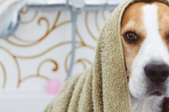cade-abre-espaco-para-petlove-questionar-fusao-entre-petz-e-cobasi
