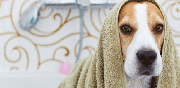 cade-abre-espaco-para-petlove-questionar-fusao-entre-petz-e-cobasi