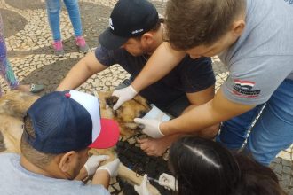 plantao-de-coleta-de-sangue-e-chipagem-de-caes-e-realizado-neste-sabado,-em-presidente-prudente