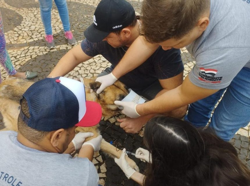 plantao-de-coleta-de-sangue-e-chipagem-de-caes-e-realizado-neste-sabado,-em-presidente-prudente