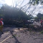 video:-queda-de-arvore-interdita-rua-doutor-cyro-bueno,-em-presidente-prudente
