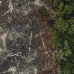 ranking-mostra-falha-de-gigantes-em-barrar-desmatamento;-suzano-e-excecao