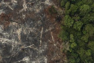 ranking-mostra-falha-de-gigantes-em-barrar-desmatamento;-suzano-e-excecao