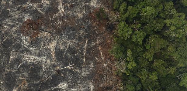 ranking-mostra-falha-de-gigantes-em-barrar-desmatamento;-suzano-e-excecao