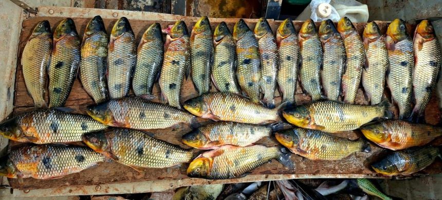 homens-sao-multados-em-mais-de-r$-2.500-por-pesca-predatoria-no-rio-paranapanema,-em-iepe