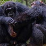 chimpanzes-selvagens-sao-filmados-usando-‘primeiros-socorros-da-floresta’