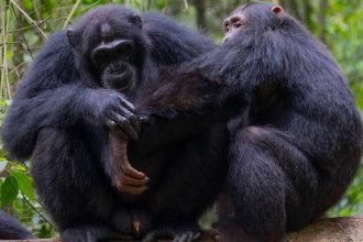 chimpanzes-selvagens-sao-filmados-usando-‘primeiros-socorros-da-floresta’