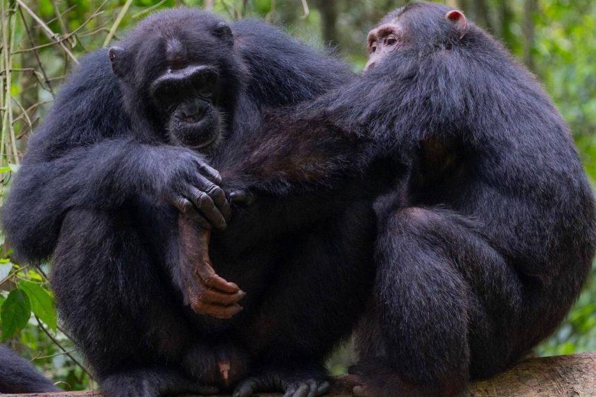 chimpanzes-selvagens-sao-filmados-usando-‘primeiros-socorros-da-floresta’