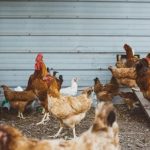 argentina-suspende-compra-de-frango-do-brasil