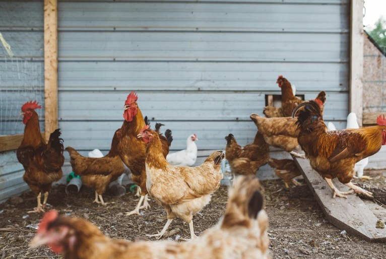 argentina-suspende-compra-de-frango-do-brasil