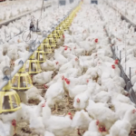 gripe-aviaria-chega-a-avicultura-comercial:-o-que-esta-em-jogo-com-o-h5n1?