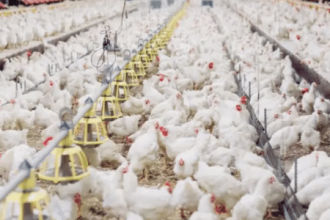 gripe-aviaria-chega-a-avicultura-comercial:-o-que-esta-em-jogo-com-o-h5n1?