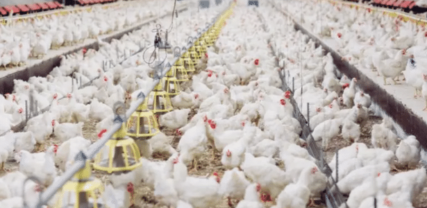 gripe-aviaria-chega-a-avicultura-comercial:-o-que-esta-em-jogo-com-o-h5n1?