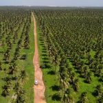 demarcacao-indigena-mais-atrasada-do-ne-vive-tensao-com-disputa-por-fazenda