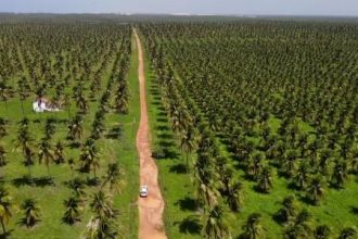 demarcacao-indigena-mais-atrasada-do-ne-vive-tensao-com-disputa-por-fazenda