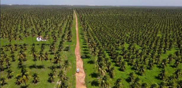 demarcacao-indigena-mais-atrasada-do-ne-vive-tensao-com-disputa-por-fazenda