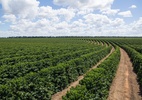 pib-bombou-mesmo-no-1o-tri,-e-agro-e-de-novo-a-salvacao-da-lavoura