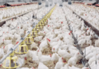 1o-caso-de-gripe-aviaria-foi-em-granja-de-aves-matrizes:-o-que-elas-sao?