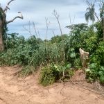 sitiante-leva-multa-de-mais-de-r$-1,6-mil-por-desmatamento-de-vegetacao-nativa-em-florida-paulista