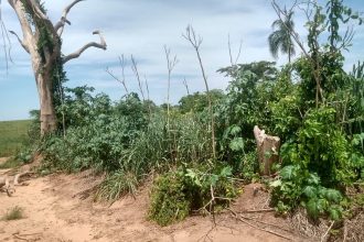 sitiante-leva-multa-de-mais-de-r$-1,6-mil-por-desmatamento-de-vegetacao-nativa-em-florida-paulista