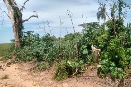 sitiante-leva-multa-de-mais-de-r$-1,6-mil-por-desmatamento-de-vegetacao-nativa-em-florida-paulista