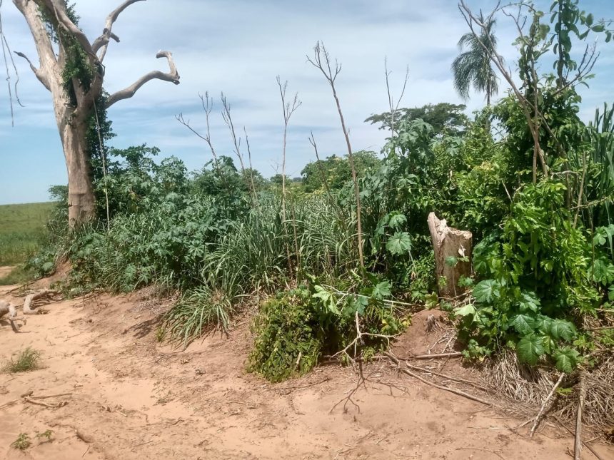 sitiante-leva-multa-de-mais-de-r$-1,6-mil-por-desmatamento-de-vegetacao-nativa-em-florida-paulista
