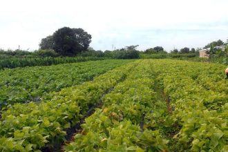 camara-aprova-politica-que-estimula-permanencia-de-jovens-no-campo