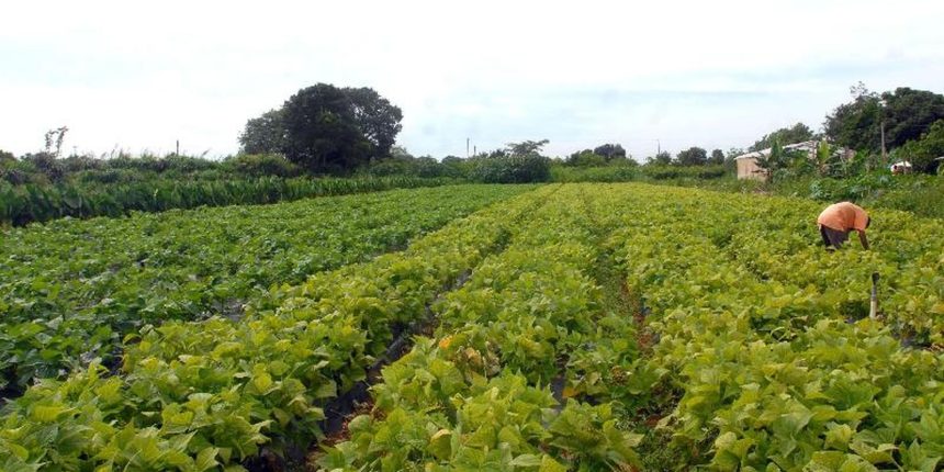 camara-aprova-politica-que-estimula-permanencia-de-jovens-no-campo