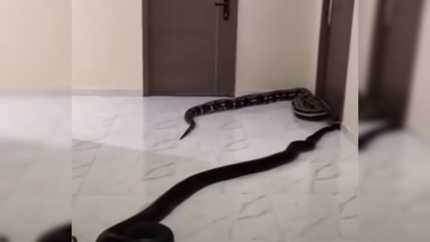 cobras-sao-soltas-em-predio-apos-revolta-por-latidos-de-cao;-video