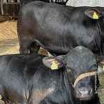 por-que-a-carne-brasileira-segue-competitiva-mesmo-com-tarifaco-de-trump